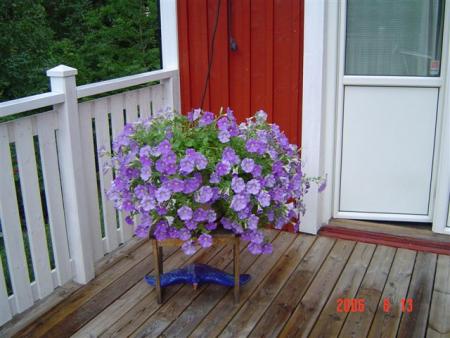 gallery_12071_1109_48965.jpg