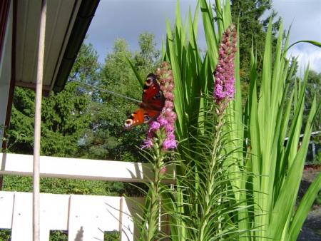 gallery_12071_1109_71476.jpg