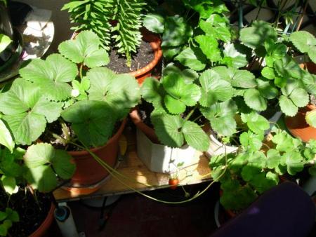 gallery_6830_1095_62229.jpg