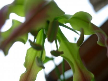 gallery_6830_1110_19299.jpg