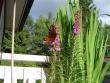 tn_gallery_12071_1109_71476.jpg