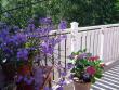 tn_gallery_12071_1109_76003.jpg