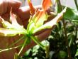 tn_gallery_6830_1110_24160.jpg