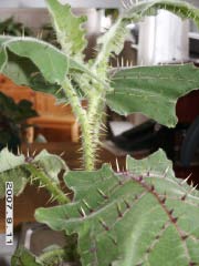 gallery_5956_1114_32096.jpg