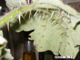 gallery_5956_1114_8069.jpg