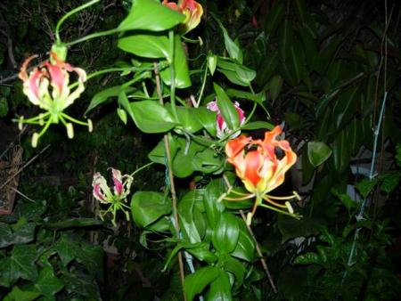 gallery_6830_1110_26273.jpg