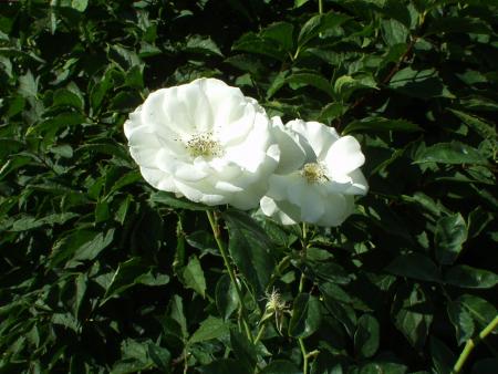 gallery_9480_1032_164517.jpg