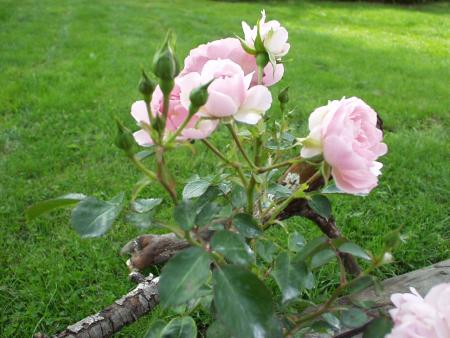 gallery_9480_1032_170199.jpg