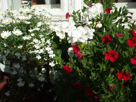 gallery_9480_1032_280198.jpg