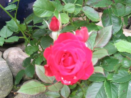 gallery_12368_1107_205295.jpg