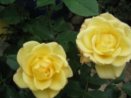 gallery_12368_1107_218587.jpg