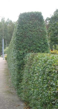 gallery_12368_1107_51431.jpg