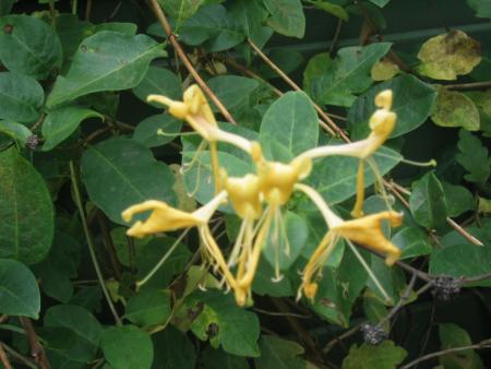 gallery_12368_1107_56240.jpg