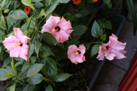 gallery_5169_1120_103042.jpg