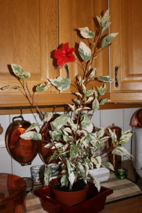 gallery_5169_1120_277009.jpg