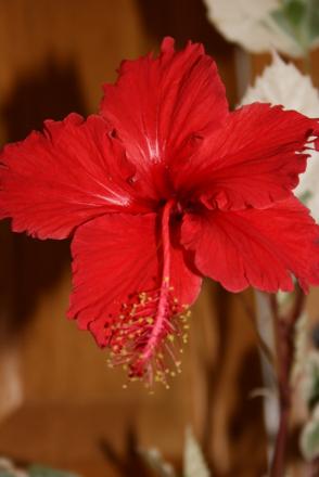 gallery_5169_1120_75557.jpg