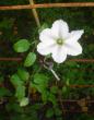 tn_gallery_9983_440_41538.jpg