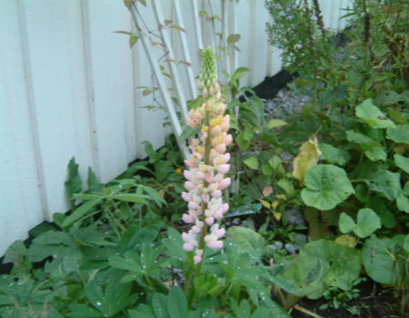 gallery_7440_1002_12844.jpg