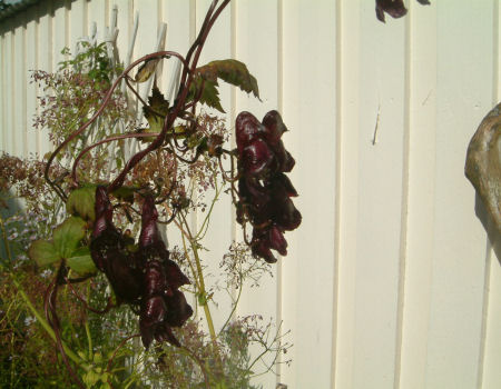gallery_7440_1002_13438.jpg