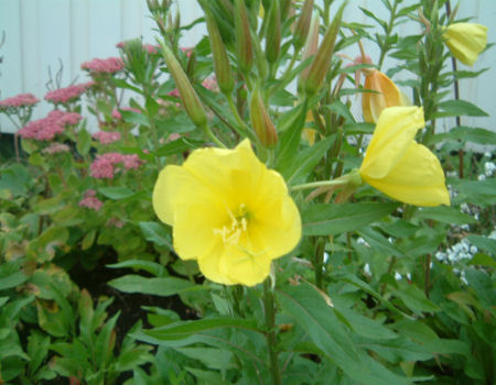gallery_7440_1002_24436.jpg