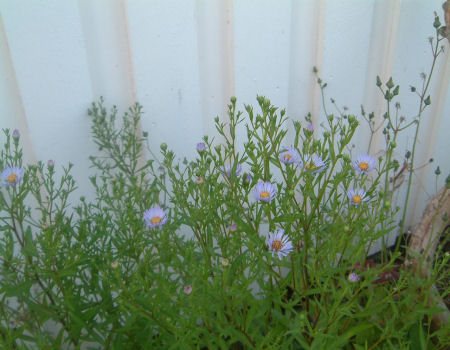 gallery_7440_1002_33858.jpg