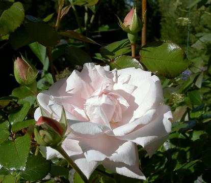 gallery_8684_5_19713.jpg