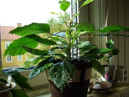 gallery_10231_831_53081.jpg