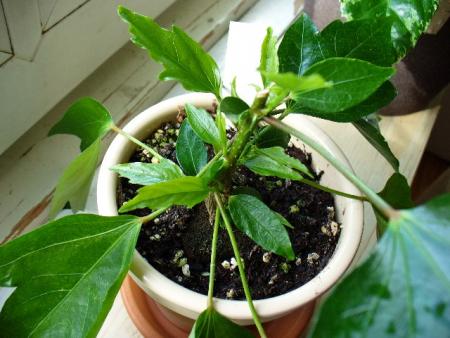 gallery_10231_831_9504.jpg