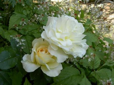gallery_8684_5_14973.jpg