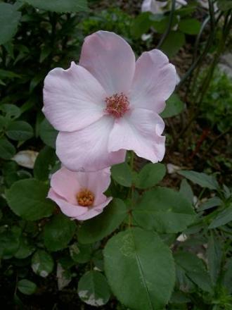 gallery_8684_5_30269.jpg