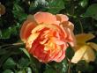 tn_gallery_64_806_4790.jpg