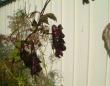 tn_gallery_7440_1002_13438.jpg
