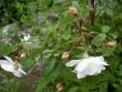 tn_gallery_8684_5_17756.jpg