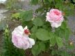 tn_gallery_8684_5_5859.jpg