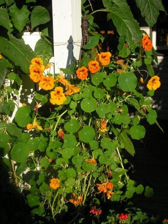 gallery_5006_1122_82030.jpg