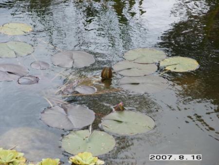 gallery_5956_1121_49250.jpg