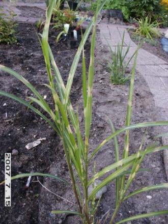 gallery_5956_1121_6530.jpg