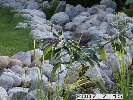gallery_5956_1121_93457.jpg