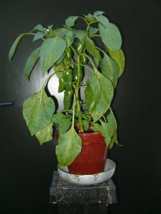 gallery_941_399_108932.jpg