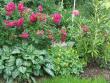 tn_gallery_9255_981_80179.jpg