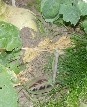 gallery_12357_1093_293260.jpg
