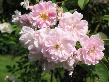 gallery_12508_1131_111111.jpg
