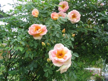 gallery_12508_1131_171191.jpg