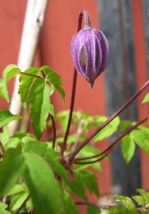 gallery_2529_1142_296.jpg