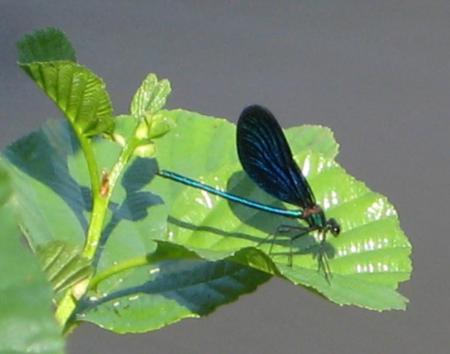 gallery_2529_1143_39688.jpg