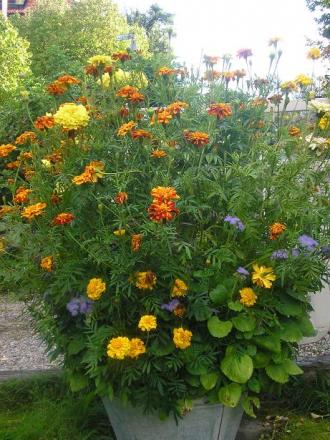 gallery_5006_1122_34379.jpg
