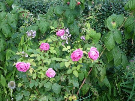 gallery_5307_17_85024.jpg