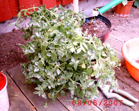 gallery_12349_1150_115701.jpg