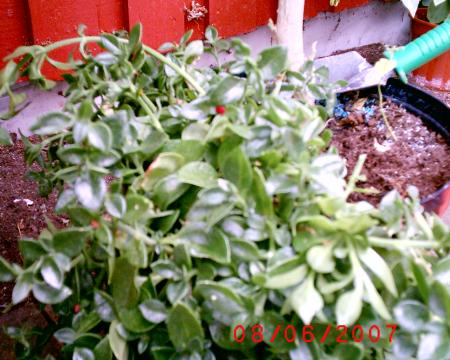 gallery_12349_1150_339185.jpg