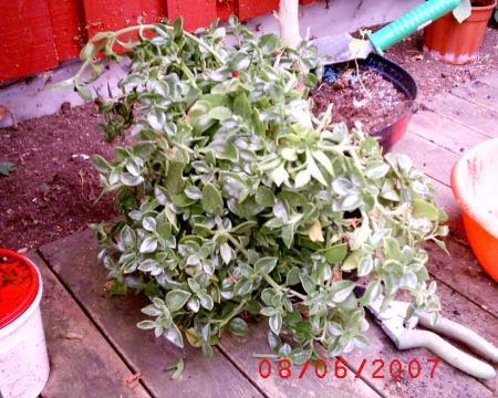 gallery_12349_1150_76424.jpg